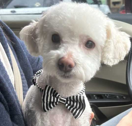 Photo of Kuma
