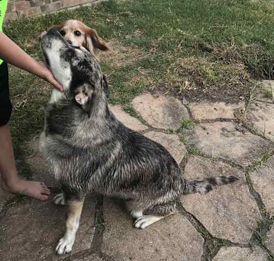 Photo of Luna