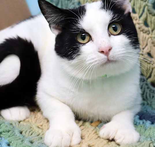 Photo of Marvin