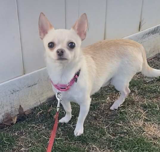 Photo of Chi Chi