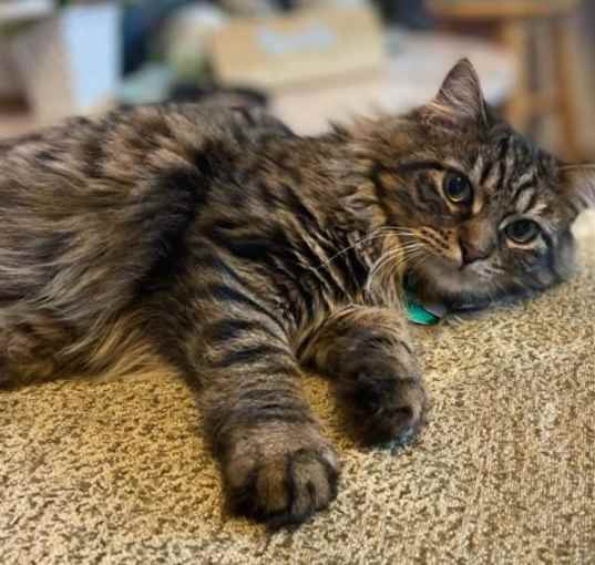 Photo of Pookie
