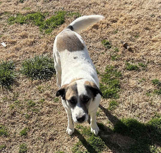 Photo of Koda