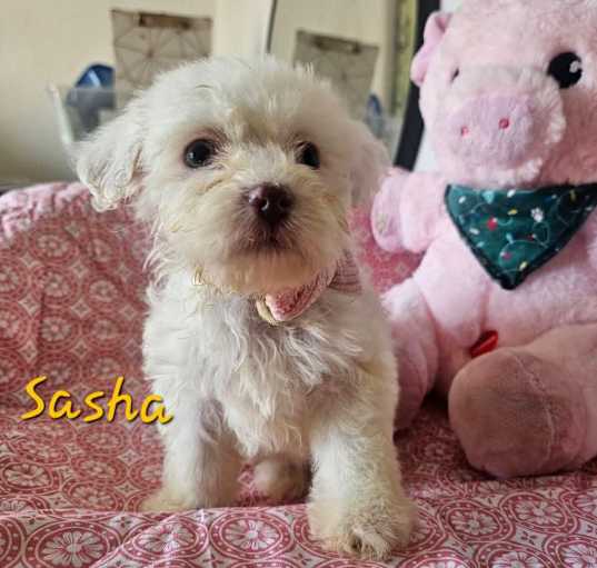 Photo of Sasha