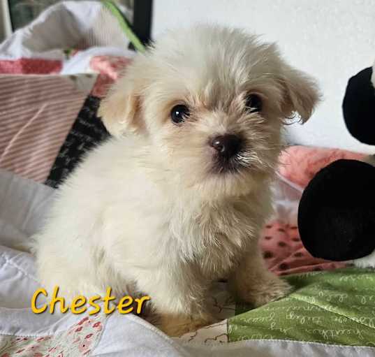 Photo of Chaster