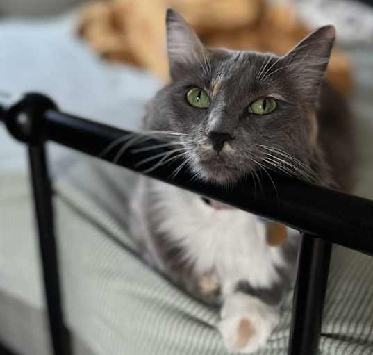 Photo of Nova