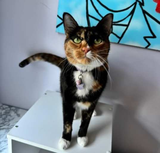 Photo of Zazel