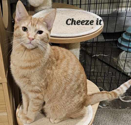 Photo of Cheeze It