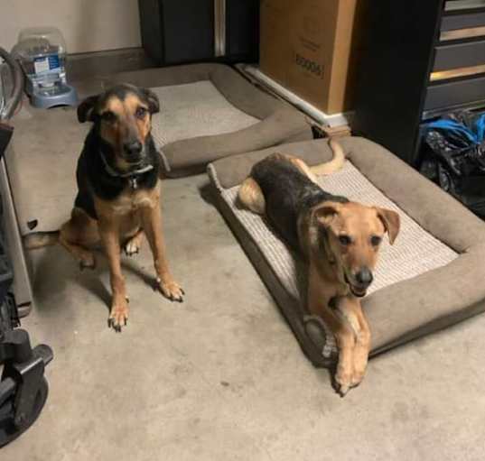Photo of Bonnie and Stella- BONDED