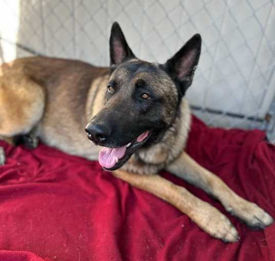 Photo of Denali