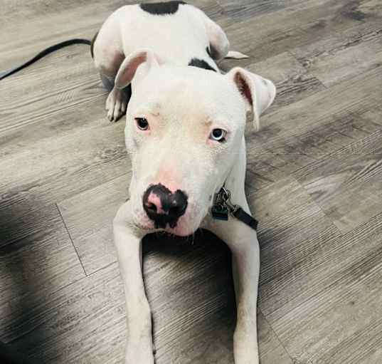 Photo of Maximus