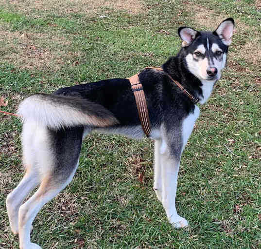 Photo of Jax