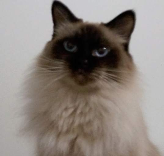 Photo of Tikka