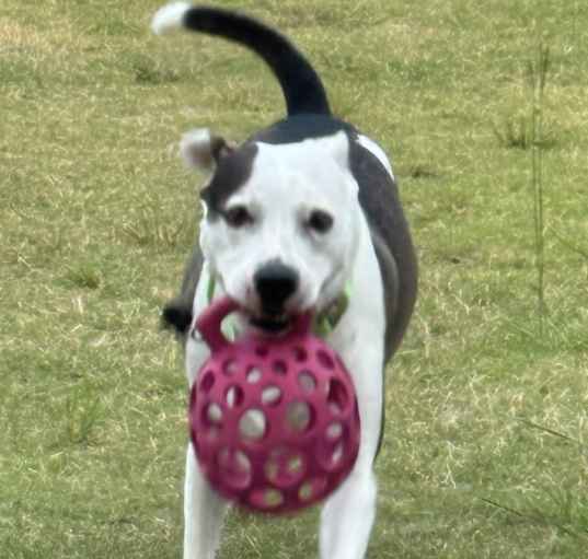 Photo of Jet