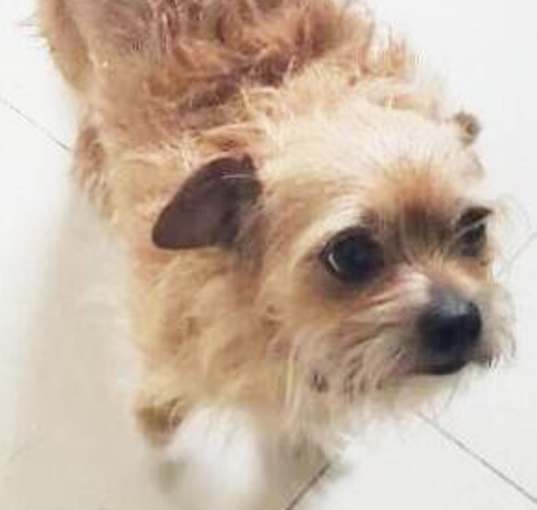 Photo of Chewy