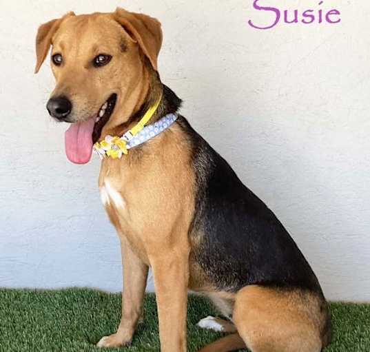 Photo of Susie