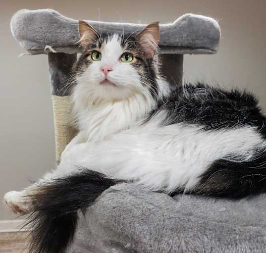Photo of Fuzzball