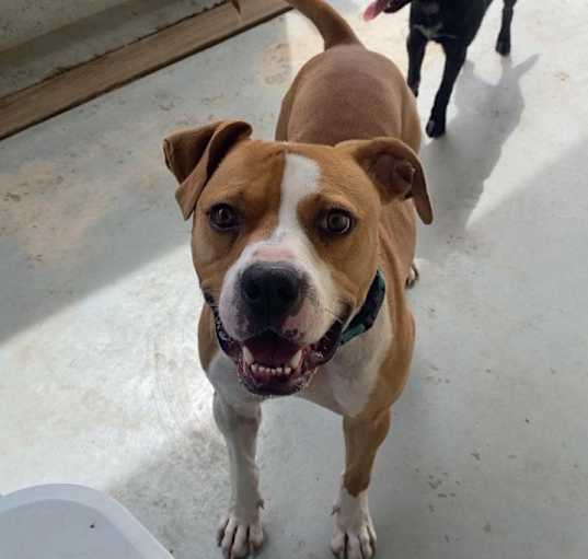 Photo of Whiskey