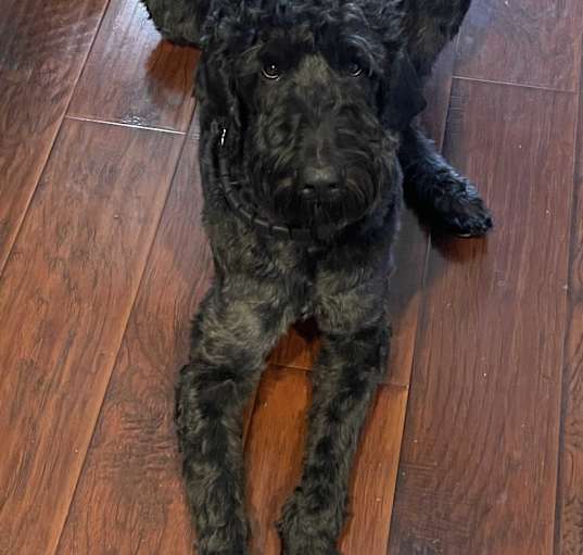 Photo of Prince
