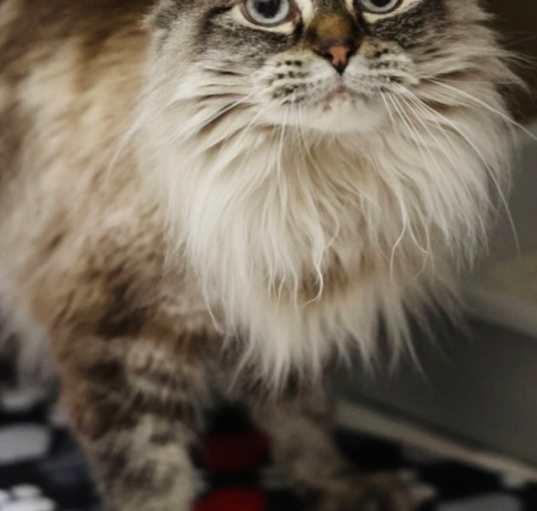 Photo of Coco