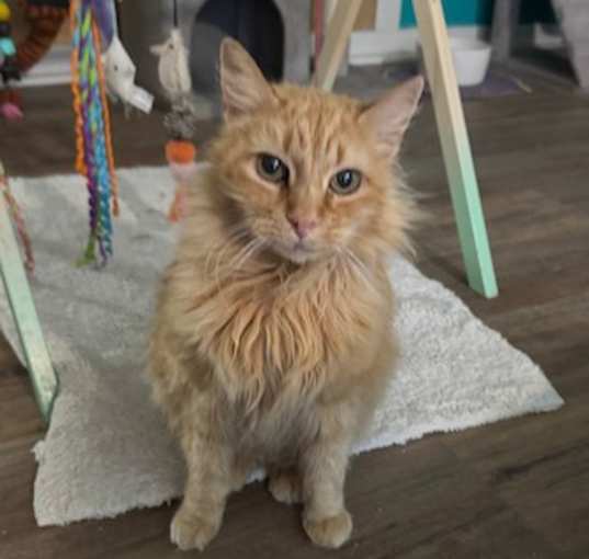Photo of Goldie