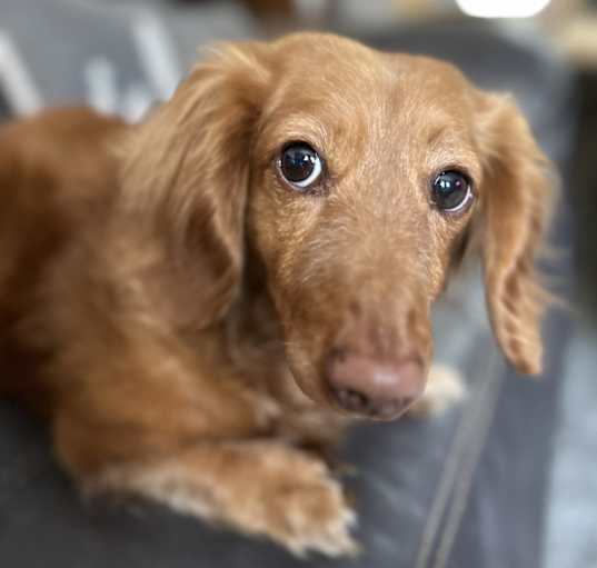Photo of Sadie