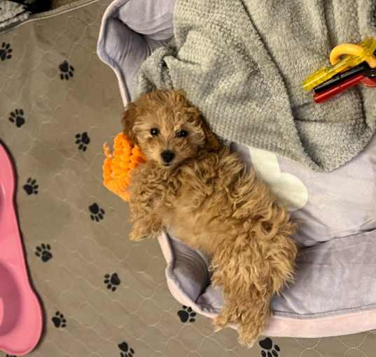 Photo of Mylah