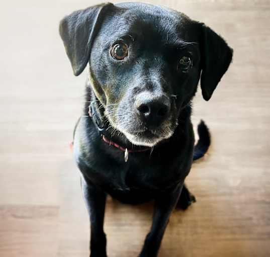 Photo of Scout