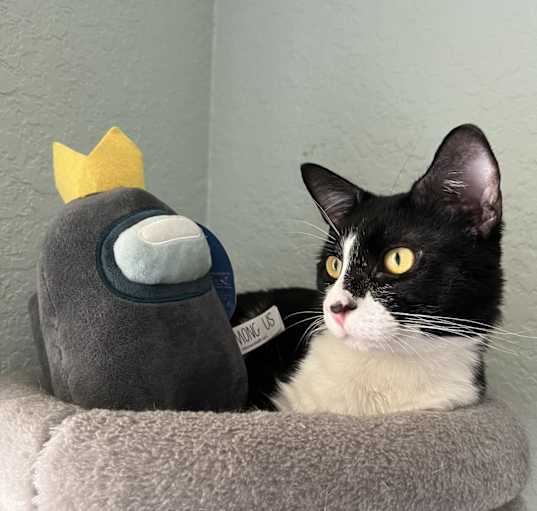 Photo of Boo