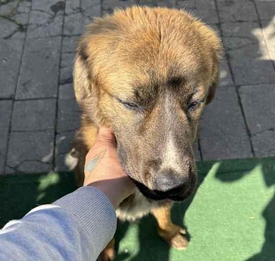 Photo of Rufus