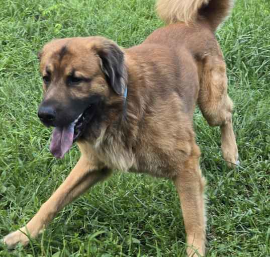 Photo of Rufus