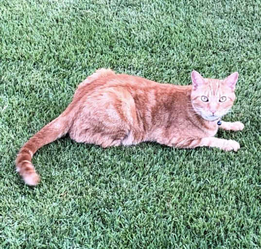 Photo of Lucky