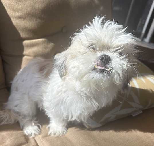Photo of Ruby needs a home