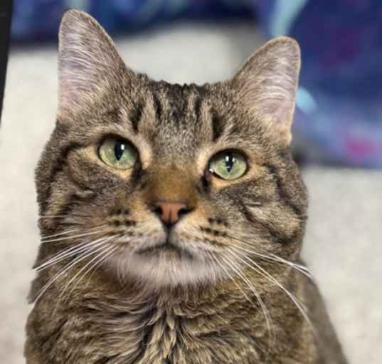 Photo of Gizmo