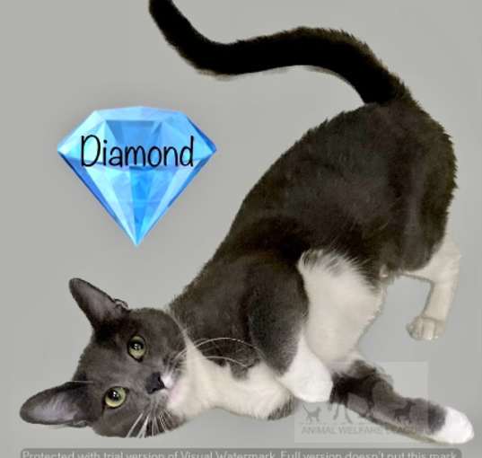 Photo of DIAMOND