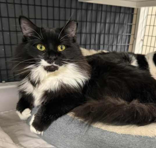 Photo of Blaire [Bonded to Milton]