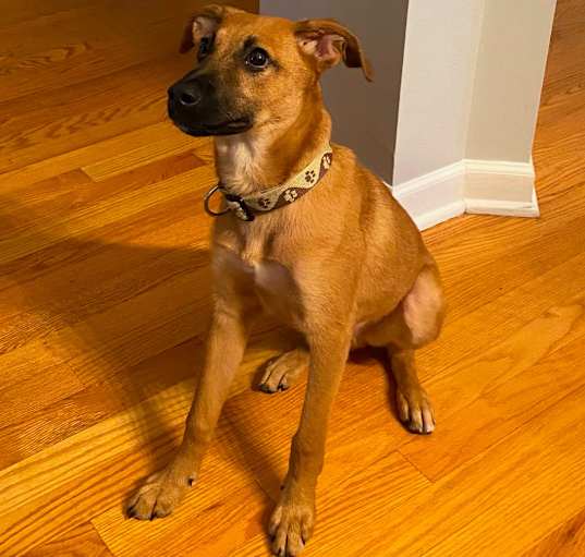 Photo of Hank