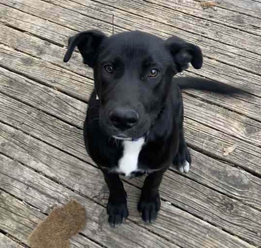 Photo of Shadow