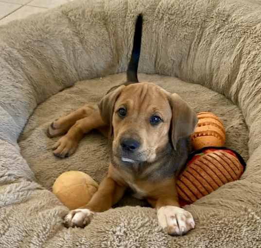 Photo of Snickers