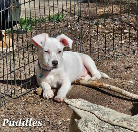 Photo of Puddles