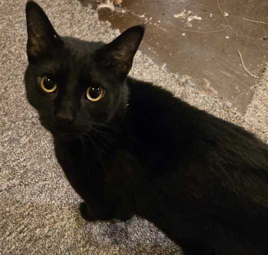 Photo of Junie
