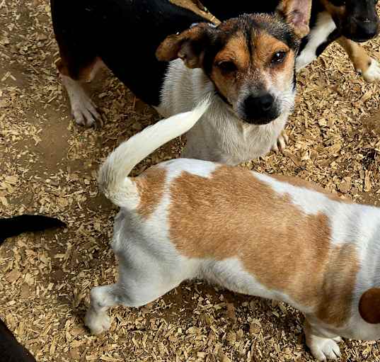 Photo of Doxibeaglechix