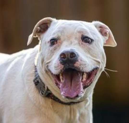 Photo of Casper (I Have a Secret Crush!)