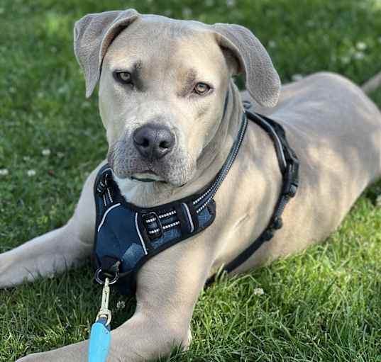 Photo of Koa