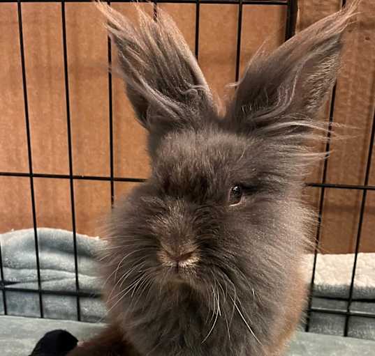 Photo of Bugsy