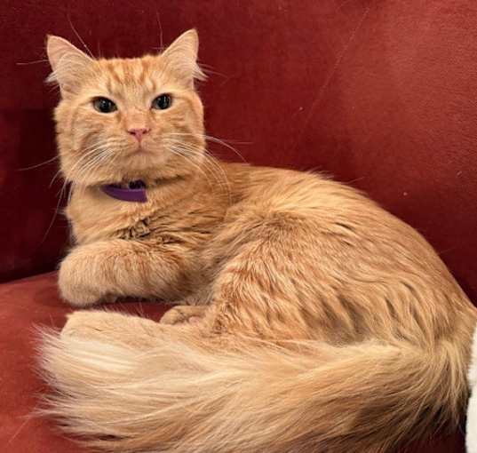 Photo of Garfield