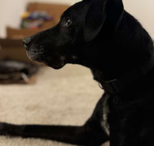 Photo of Drake