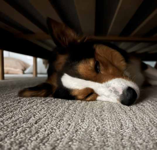 Photo of Max