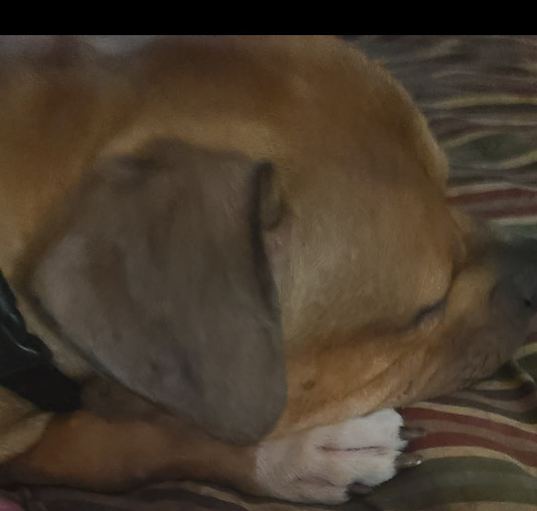 Photo of Ziggy