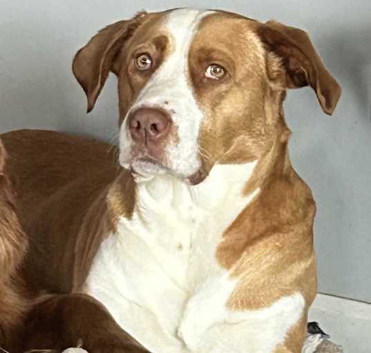 Photo of Willow
