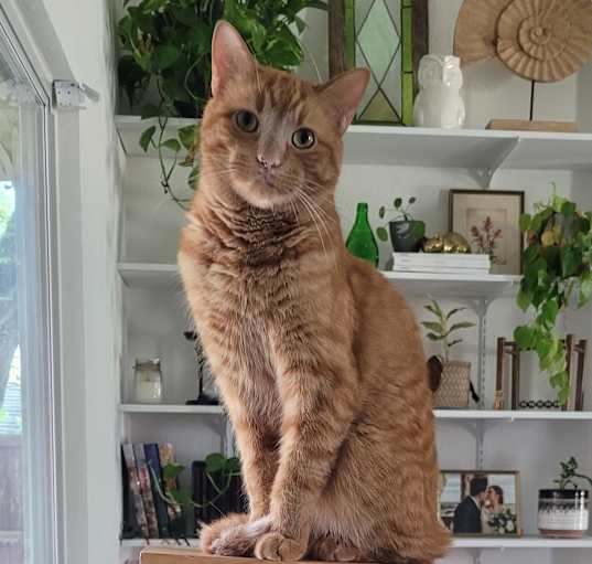 Photo of Archie